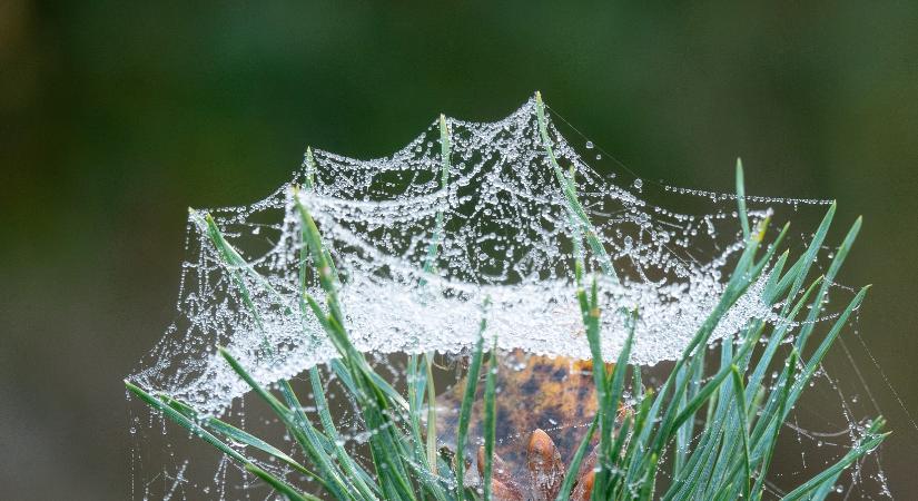 Pókok „segítségével” fejlesztenek környezetbarát motort a Michigani Egyetemen