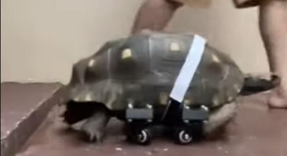 Videó: Új életet kezdett egy 25 éves teknős, újra képes közlekedni, miután megkapta a 3D-nyomtatott protézisét