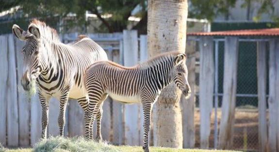 Elpusztult az arizonai állatkert zebracsikója, aki karácsonykor született