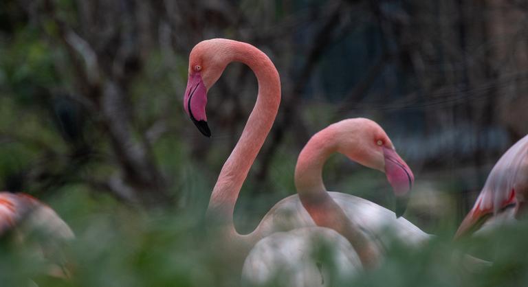 Meghalt a 75 éves Ingo, a flamingó