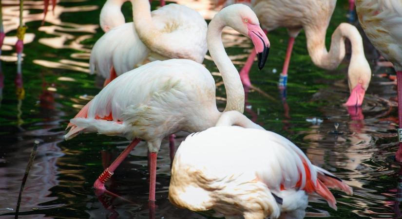 Örökre lehunyta szemét Ingo, a berlini flamingómatuzsálem