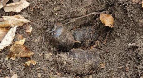 Földbe temetett kézigránátokat találtak Tusnádfürdőn