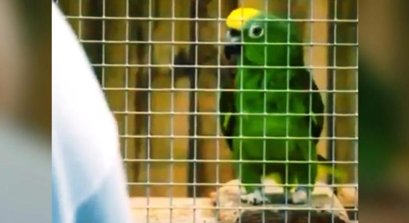 Beyoncé dalát utánozza egy papagáj a vadaspark vendégeinek - videó