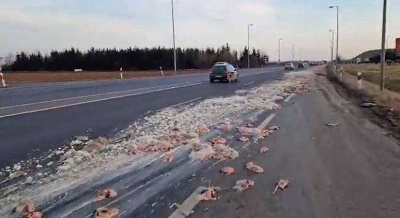 Állati belsőség ömlött az útra Szombathely közelében - videó