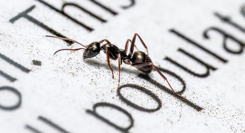 Daganat: a hangyák képesek kiszagolni a rosszindulatú tumort?