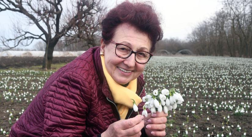 Varázslatos hóvirág-világ tárul elénk Kunszentmárton közelében - galériával és videóval