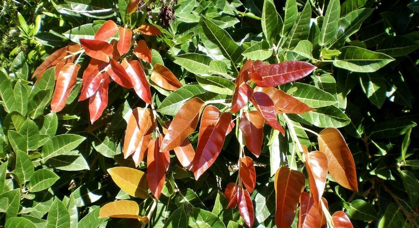 Vöröslevelű füge (Ficus ingens)