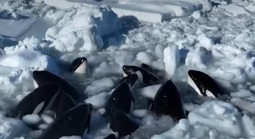 Kiszabadultak a jég fogságából a kardszárnyú delfinek Japánban