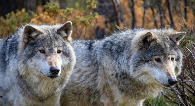 A csernobili mutáns farkasok ellenállóvá váltak a rákkal szemben