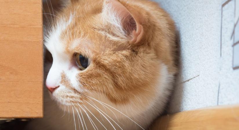 Macskával fajtalankodhatott egy gyulai gyermekgondozó