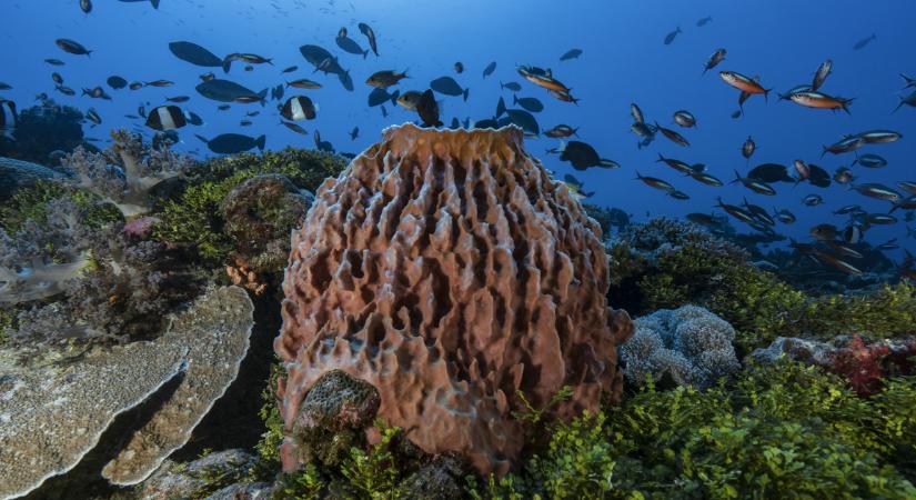 Megdöbbentő eredményt sikerült elérni a több száz éves tengeri szivacsokkal