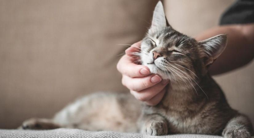 Rendkívüli szülői értekezletet tartottak a macskás videó miatt Gyulán