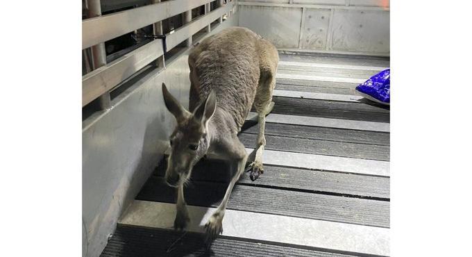 Mindenki megdöbbent, kengurut találtak egy medencénél Floridában - videó