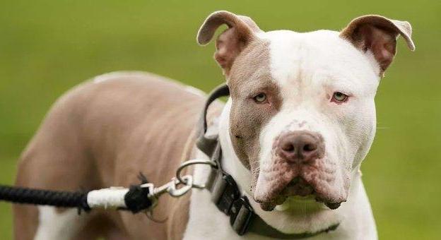 Betiltott fajtájú kutyák marcangoltak halálra egy nagymamát Angliában