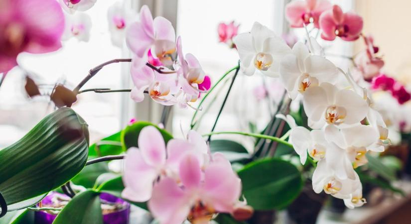 Csodát tesz a fokhagyma az orchideával. Egyetlen hónap alatt akár 50 virágot is hozhat, ha ezt kipróbálod