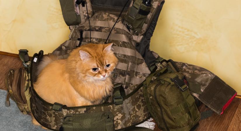 Ők az ukrán katonák terápiás macskái: nagy vadászok és melegszívű hálótársak