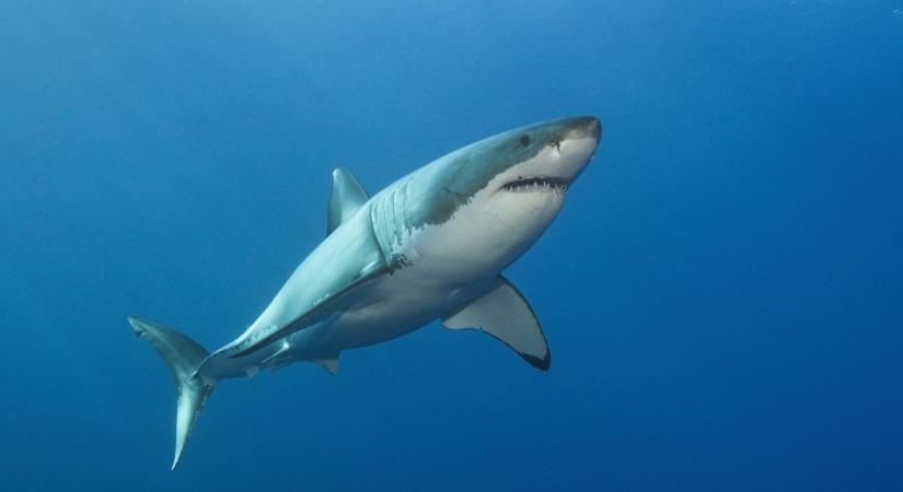 Videó: méterekre úszkált a fehér cápa a búvároktól