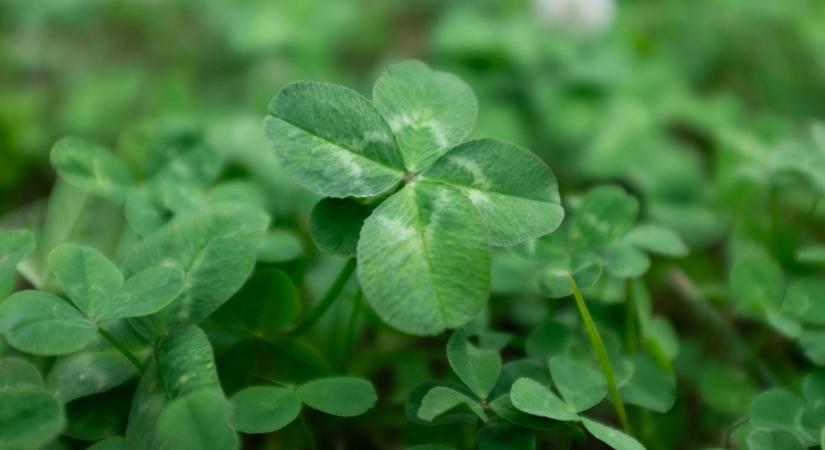 Friss! Az Ötöslottó nyerőszámai a 6. játékhéten