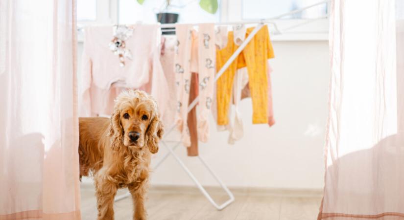 Így távolíthatod el az állatszőrt a frissen mosott ruhákból