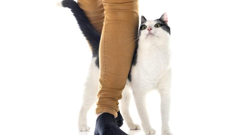 Mennyire ismered a macskák testbeszédét? – Kvíz