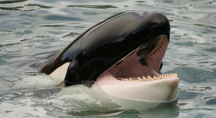 Kiderült, a gyilkos bálnák képesek a nyelvtanulásra: delfinül tudnak