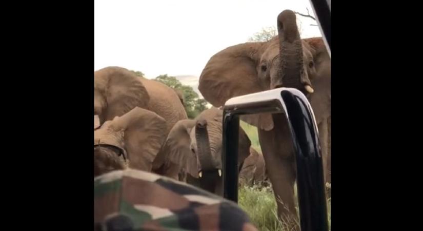 Dühös elefántok vették körbe a turistákat a szafarin - videó
