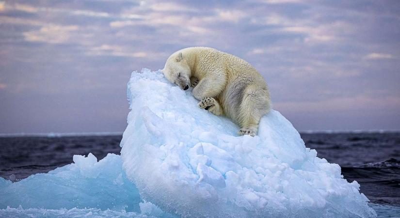 Szívszorító látvány a jéghegyen szunyókáló jegesmedve