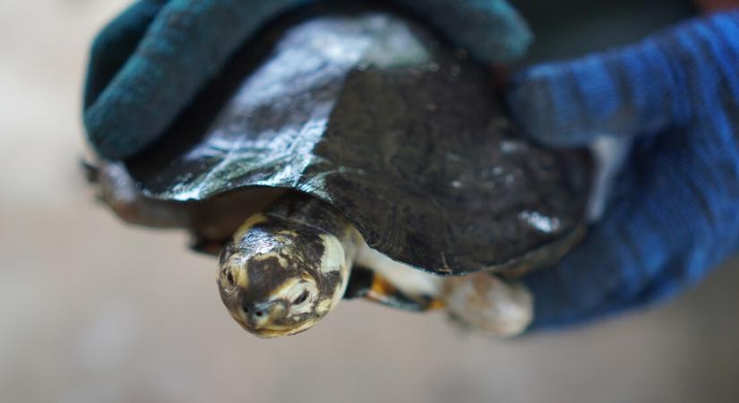 Gurulva közlekedik a 3D nyomtatott protézises teknős