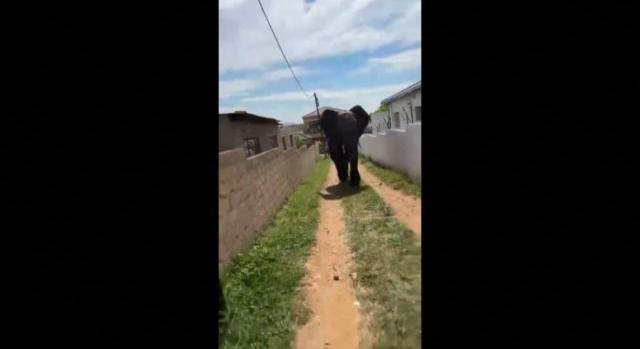 Videón, ahogy egy egész falu üldözi az elkóborolt elefántot