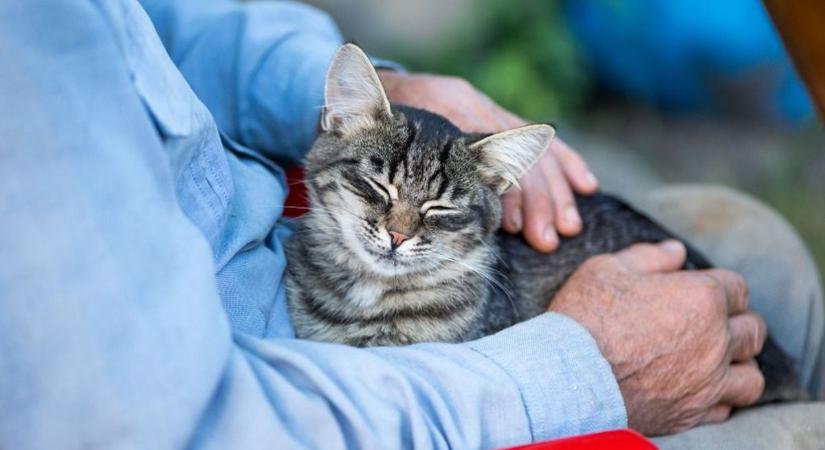 Gyulai perverz videó: az állatvédők elvennék a macskát a nőtől