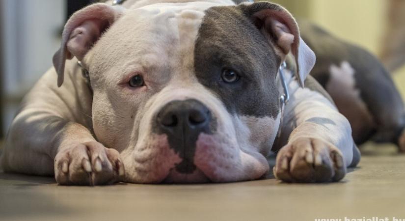 XL bully kutyák öltek meg egy nőt Angliában