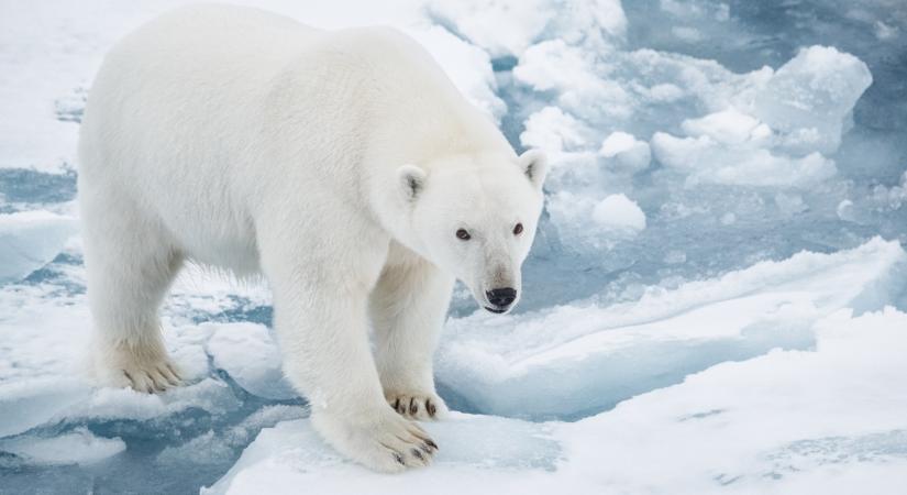 Így simogatja a jegesmedve a szánhúzót: nem minden az, aminek látszik