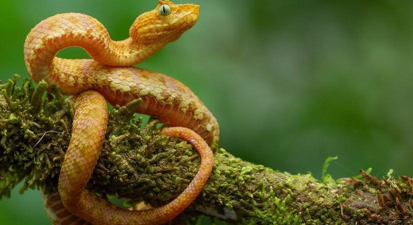 Öt új kígyófajt találtak a dzsungel mélyén