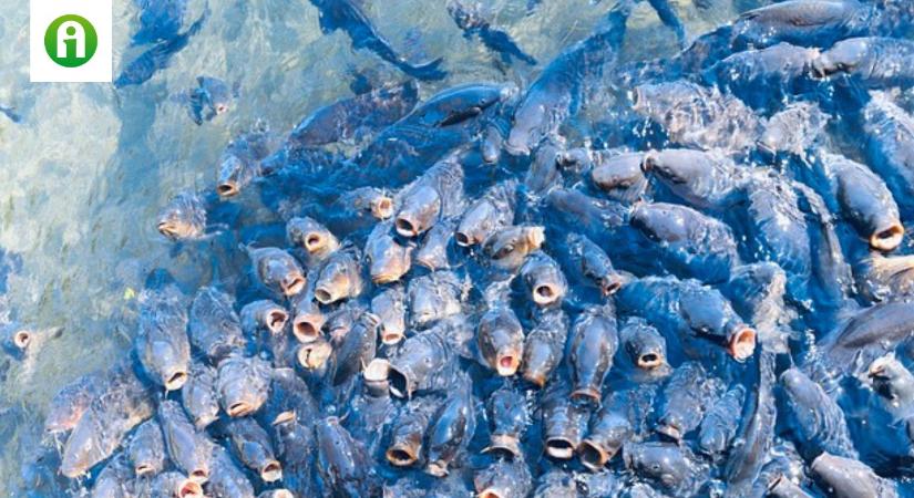Nehézségekkel küzd a hazai halászati ágazat