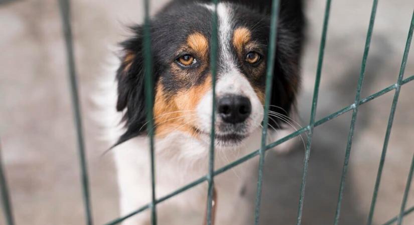 Bolgár kutyacsempészt fogott a NAV