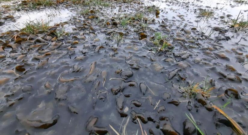 Algák lepték el a nedves gyepeket a Kardoskúti Fehértónál