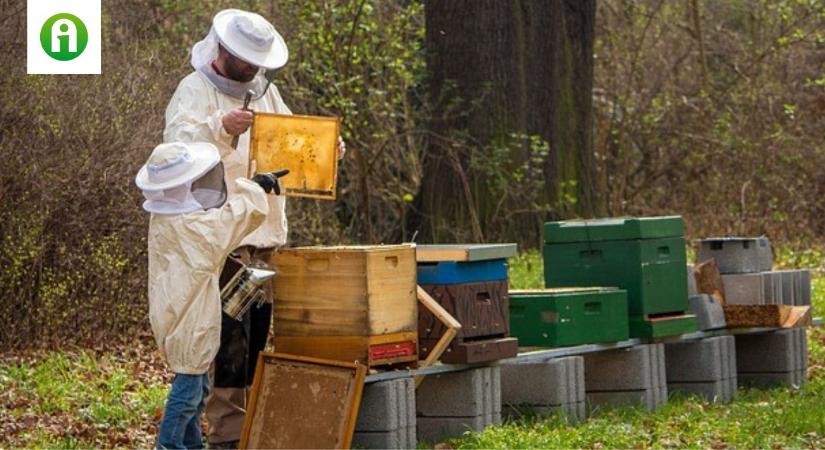 Elstartolnak a méhészeti támogatásokra kiírt pályázatok