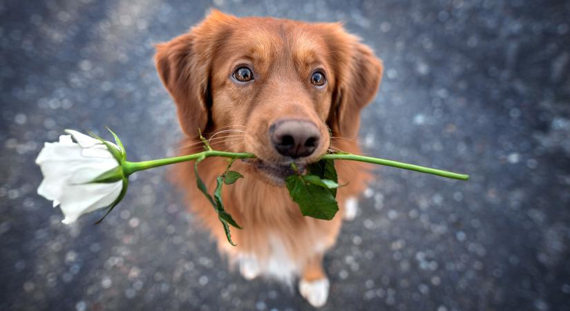 Ezekkel a virágokkal vigyázz, mérgezőek lehetnek kutyádra!