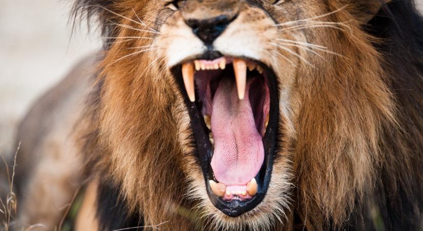 A Tsavo emberevő oroszlánok története: ez állhatott vérszomjasságuk hátterében