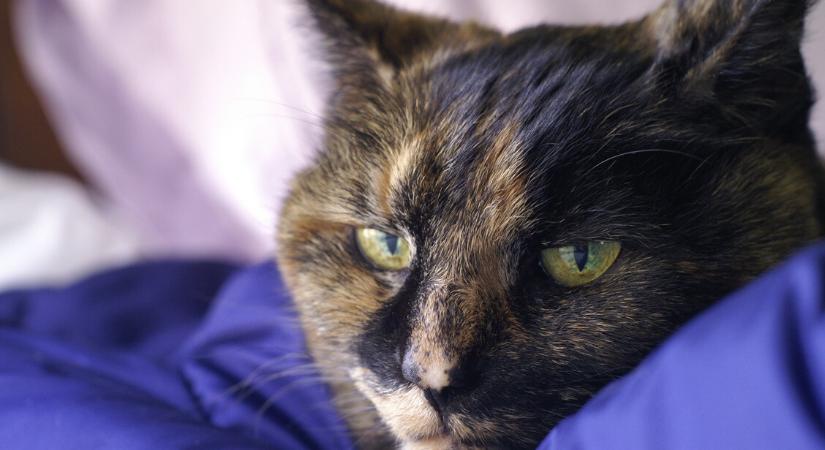 108 macskával élt 70 négyzetméteren egy kőbányai nő