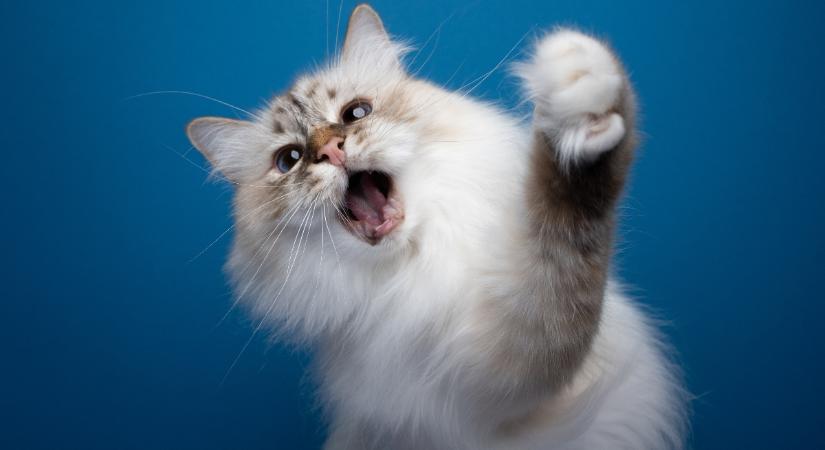 Hiperaktív a macskád? 5 módszer, amivel lenyugtathatod