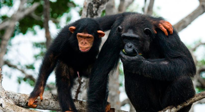 Az emberszabású majmok is imádják szívatni egymást, és nem is akarnak vele leállni