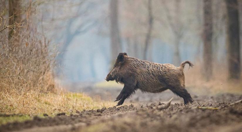 Belakták a szarvasok és a vaddisznók Magyarországot, gyérítésre van szükség