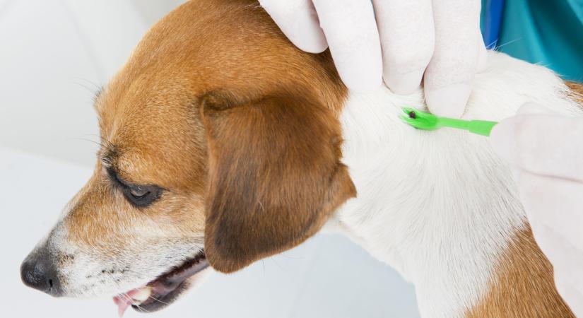 Ezek a fertőzött kullancscsípés tünetei kutyáknál