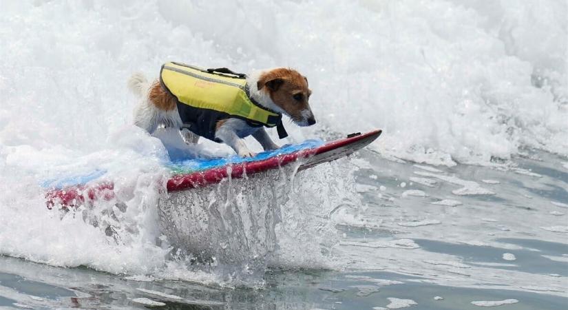 Mindenki odavan a szörföző kiskutyáért