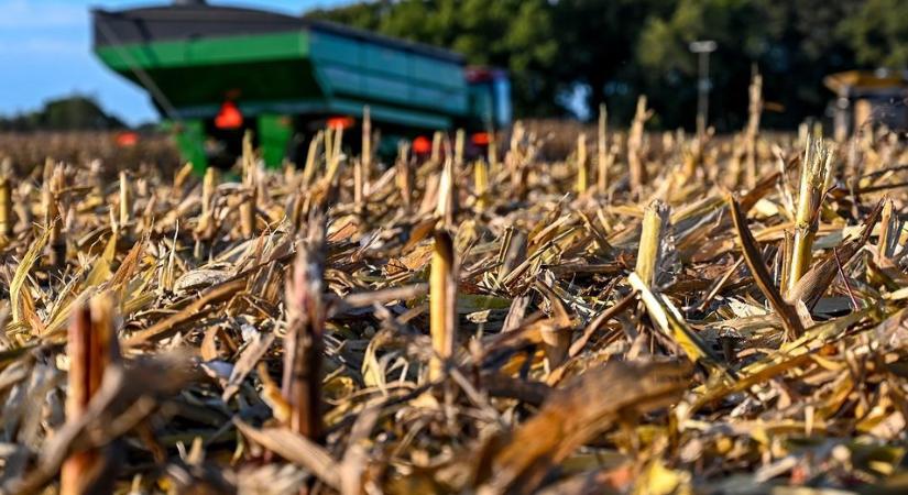 Meddig esnek még? – Újabb hároméves mélyponton a kukorica és a szójabab