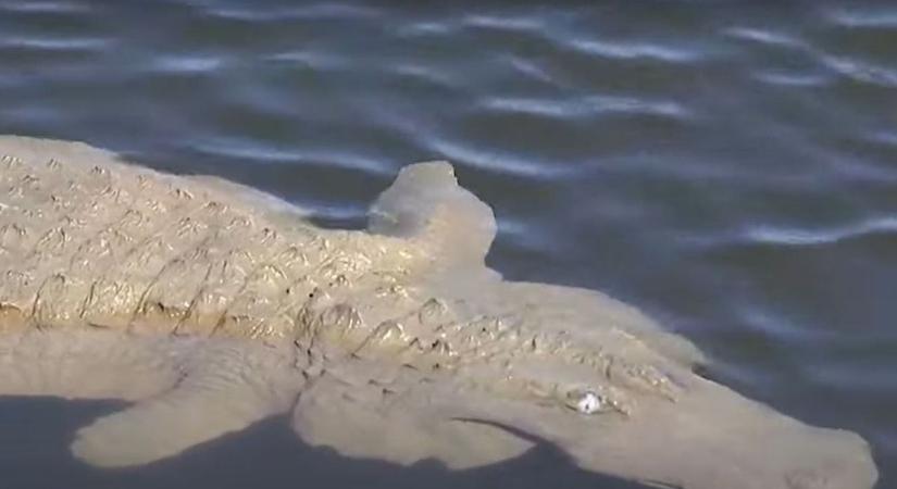 Aligátortól rettegtek a helyiek egy arizonai városban, aztán jött a fordulat - videó