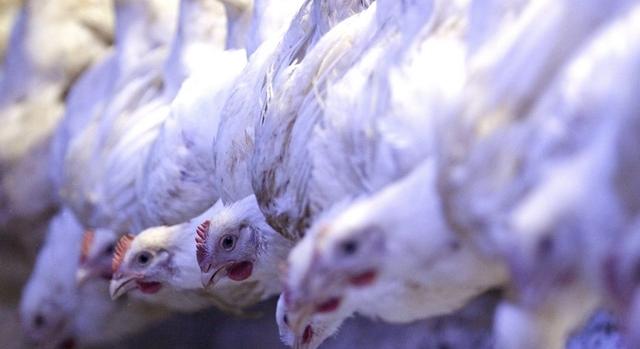 Csökken a csirkehús ára