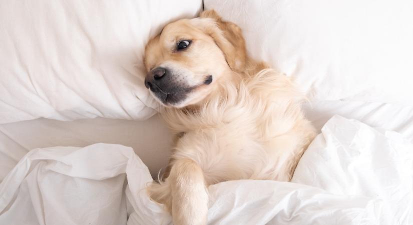 Kutyával aludni? – Pro és kontra érvek