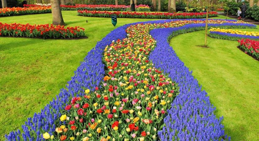 A világ legszebb tulipánoskertje márciusban 75. alkalommal nyitja meg a kapuit